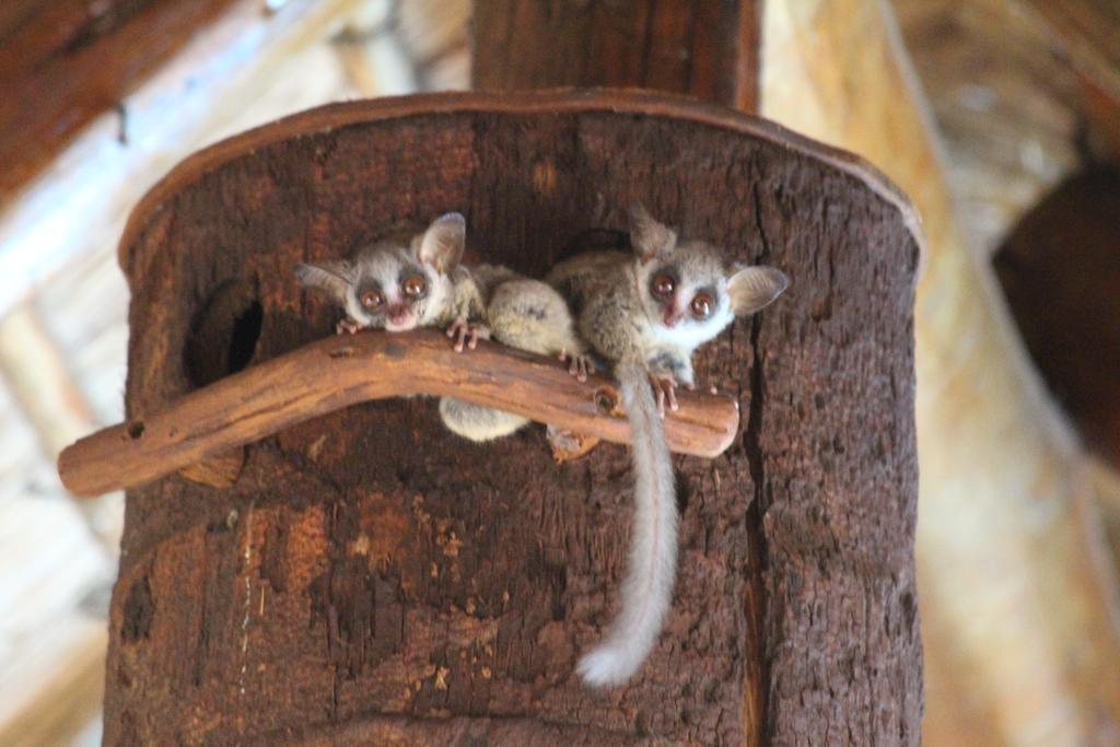 Genet House Holiday Home Marloth Park Eksteriør billede