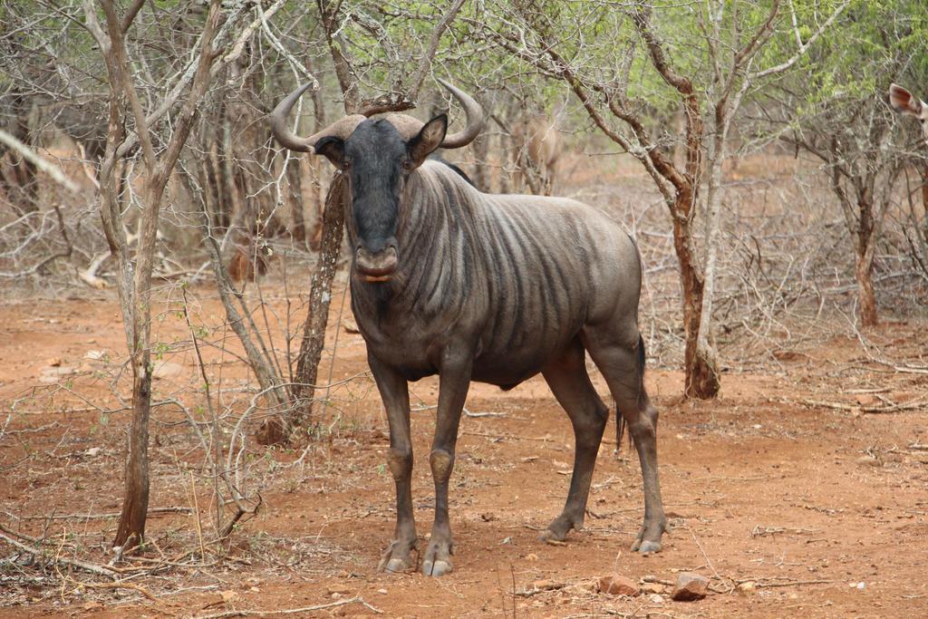 Genet House Holiday Home Marloth Park Eksteriør billede