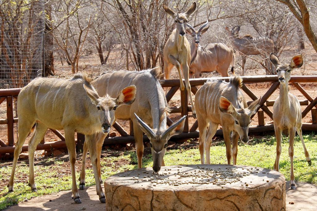 Genet House Holiday Home Marloth Park Eksteriør billede